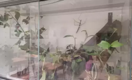 Terrarium z patyczakami. 