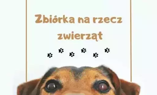 Plakat z psem i napis" zbiórka na rzecz zwierząt"